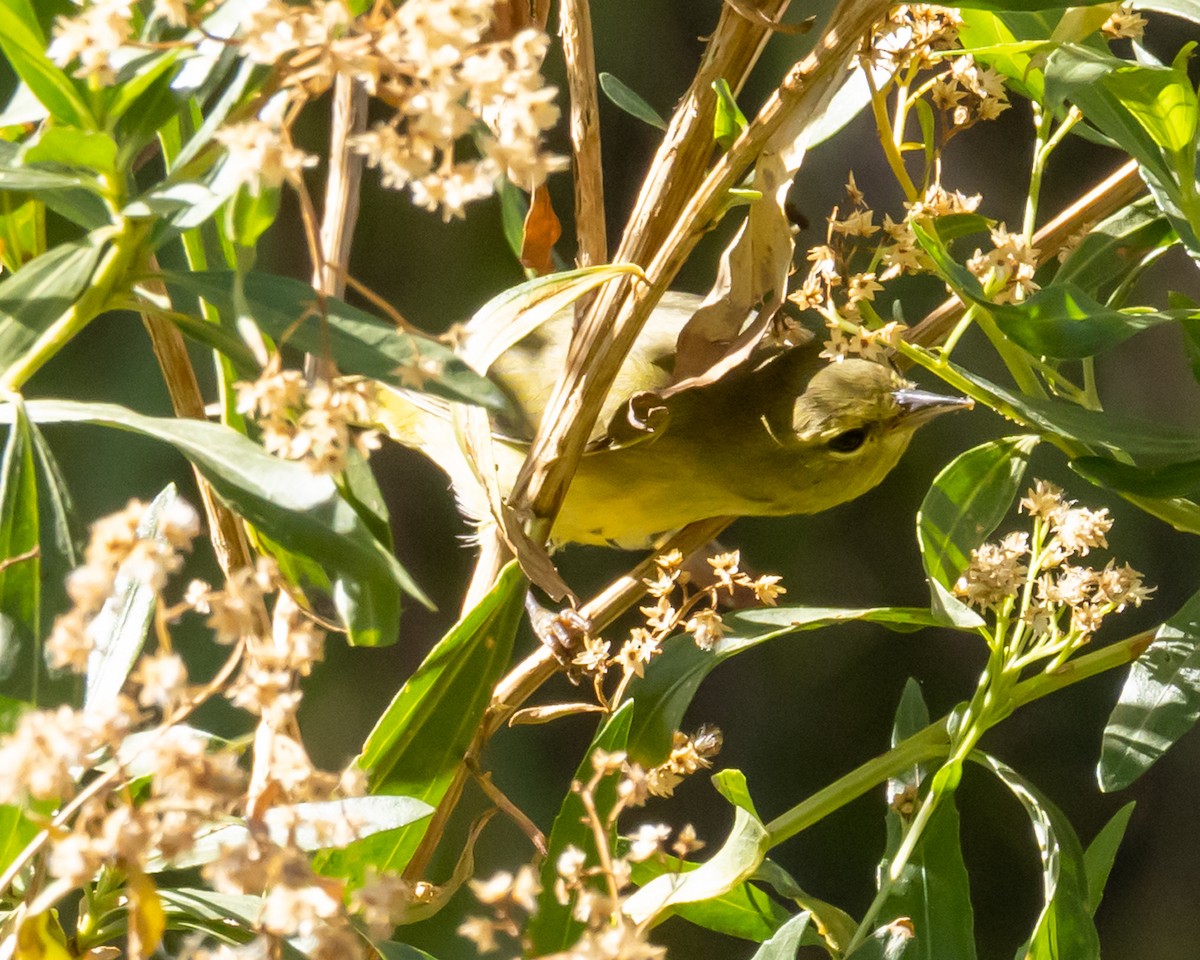 Orange-crowned Warbler - ML646033778