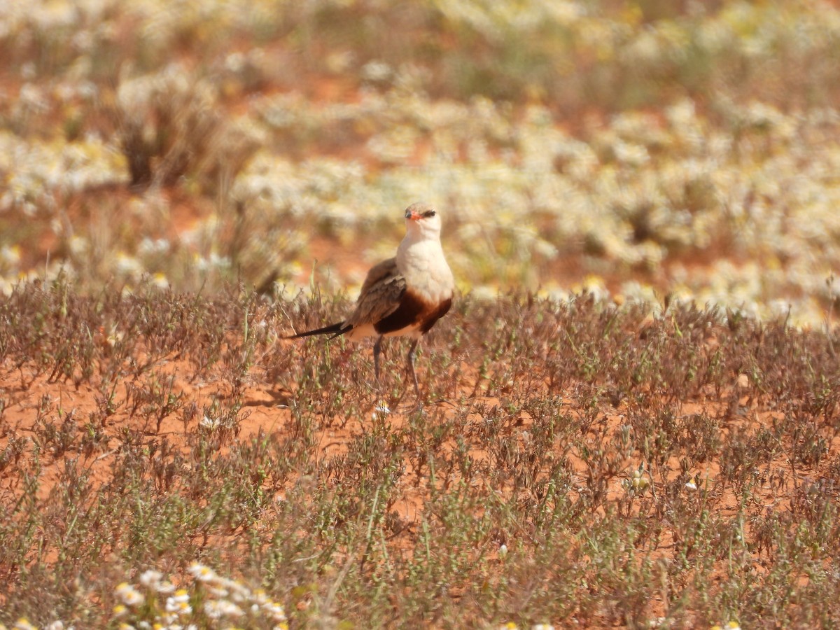 Australian Pratincole - ML646033779