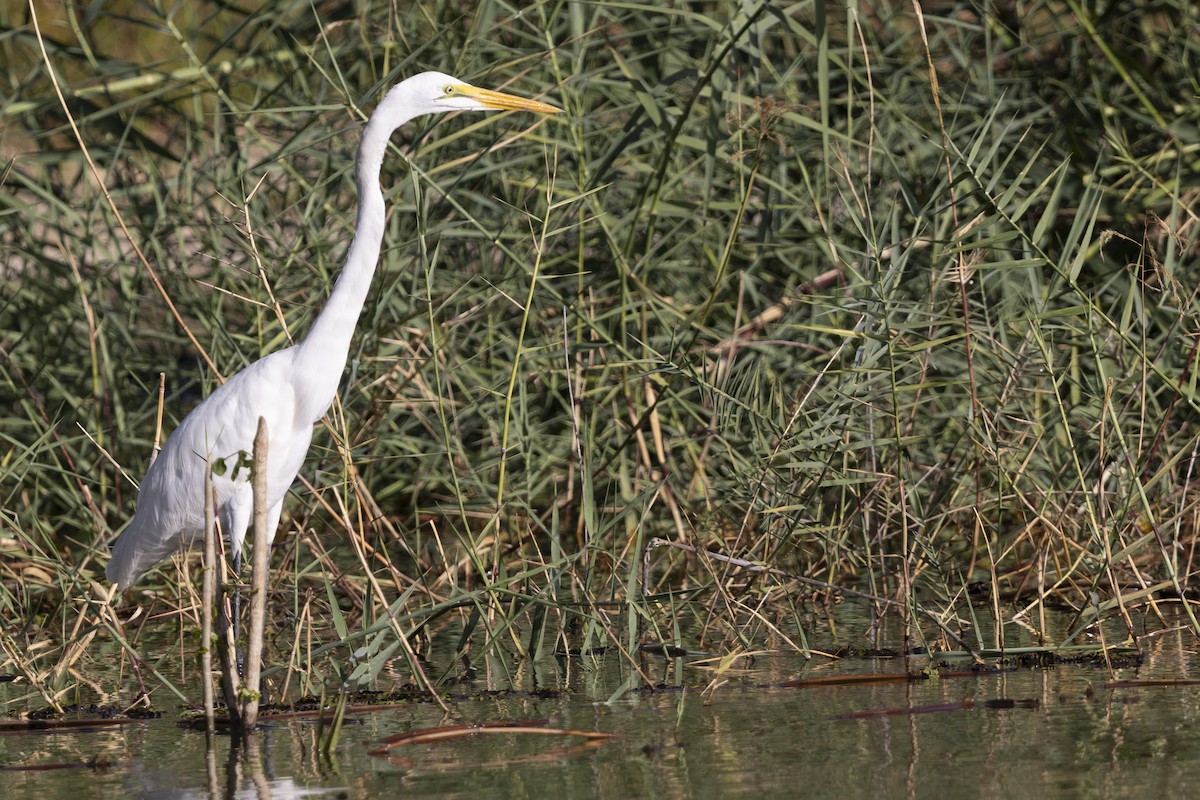 לבנית גדולה - ML646033781