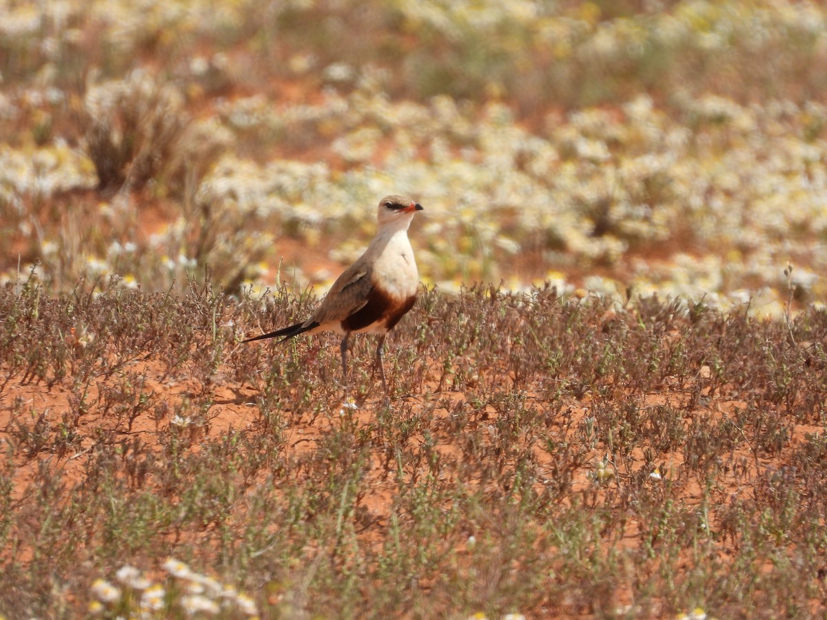 Australian Pratincole - ML646033782