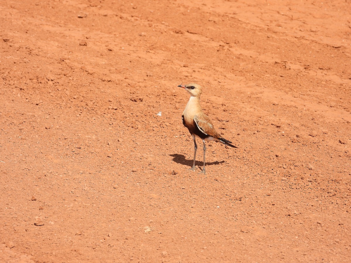 Australian Pratincole - ML646033783