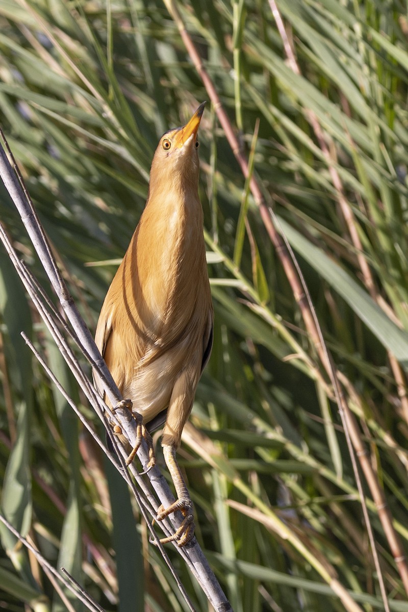 אנפית גמדית - ML646033784