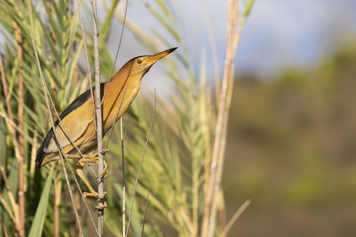 אנפית גמדית - ML646033785