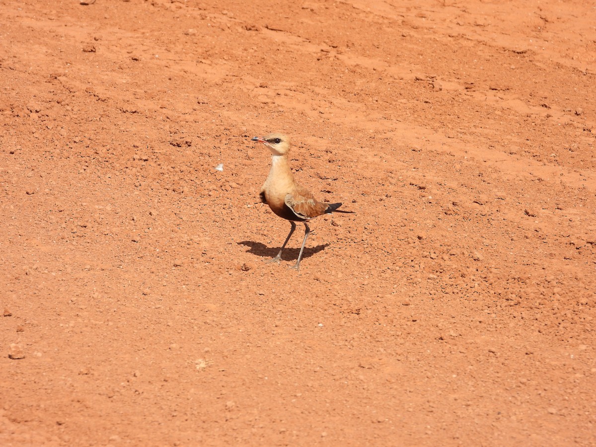 Australian Pratincole - ML646033786