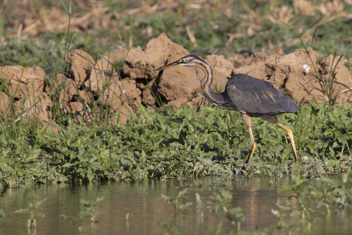 אנפה ארגמנית - ML646033787