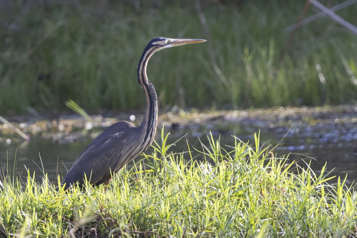 אנפה ארגמנית - ML646033788