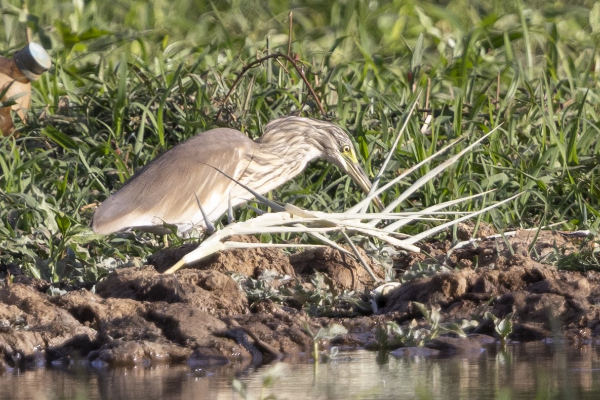 אנפית סוף - ML646033789