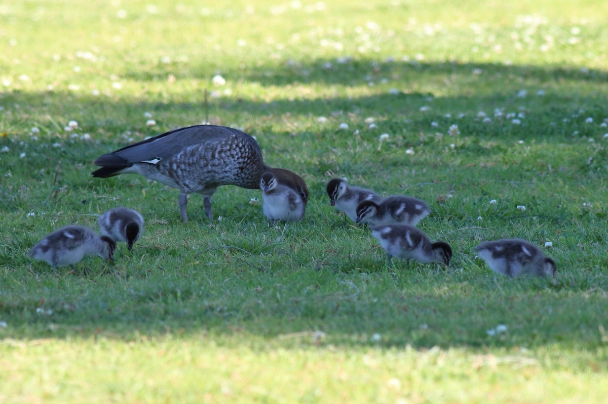 Maned Duck - ML646033790
