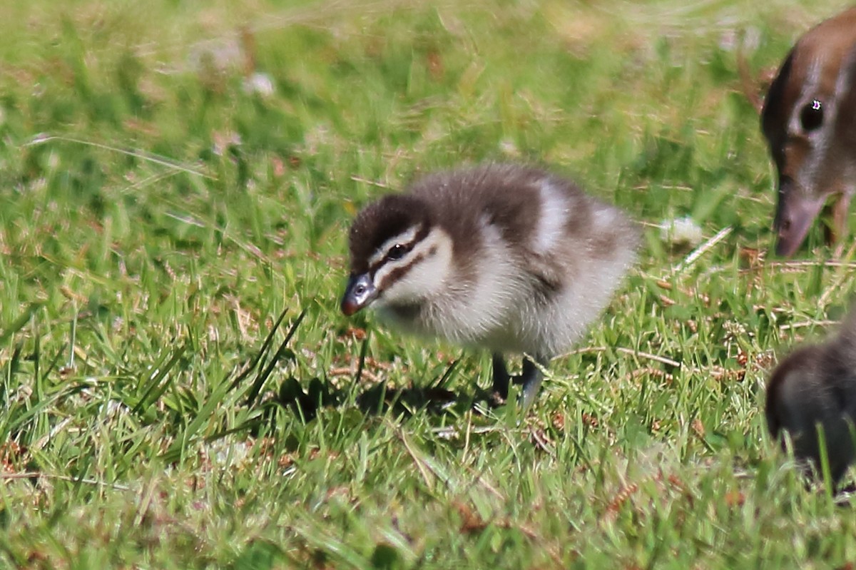Maned Duck - ML646033791