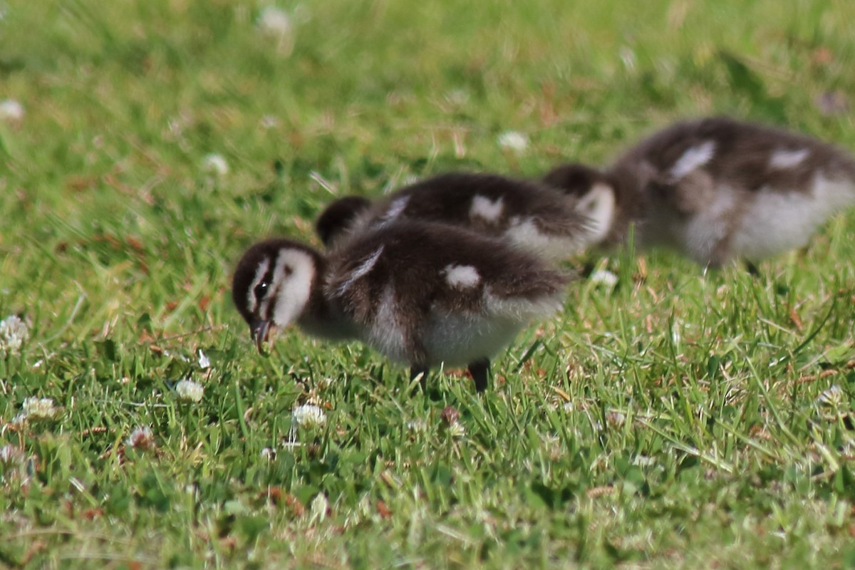 Maned Duck - ML646033792