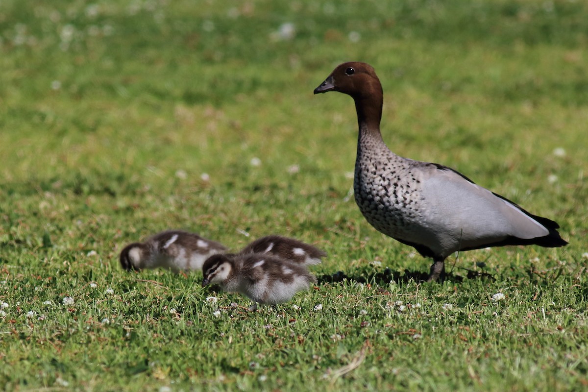 Maned Duck - ML646033793