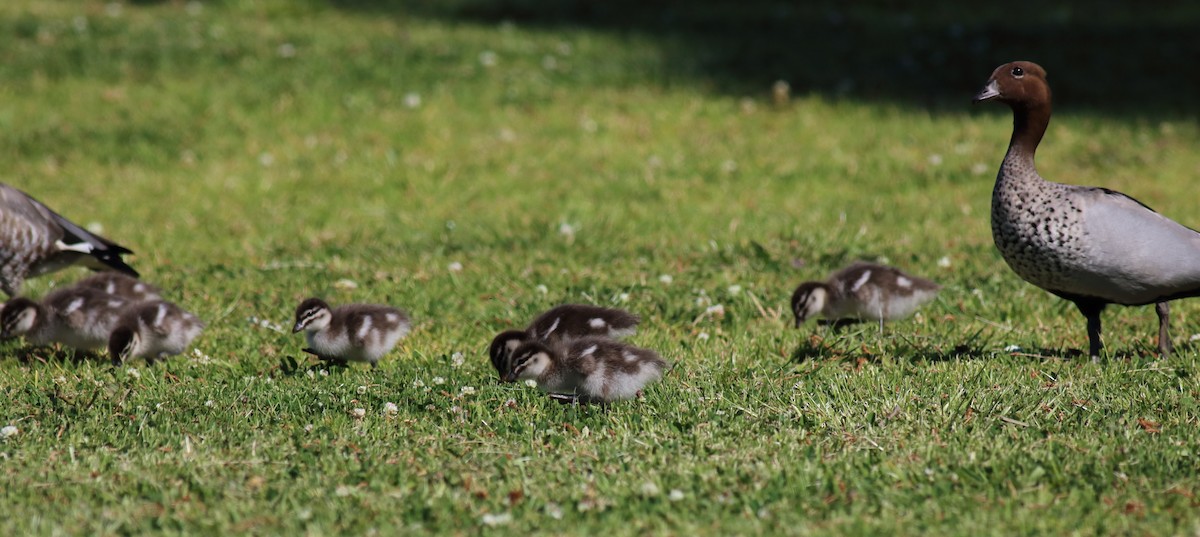 Maned Duck - ML646033794