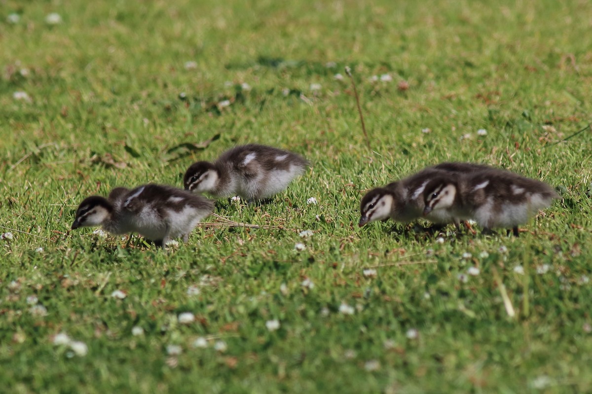 Maned Duck - ML646033795