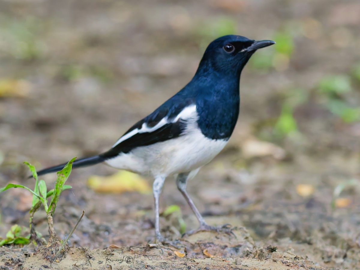 Oriental Magpie-Robin - ML646033796