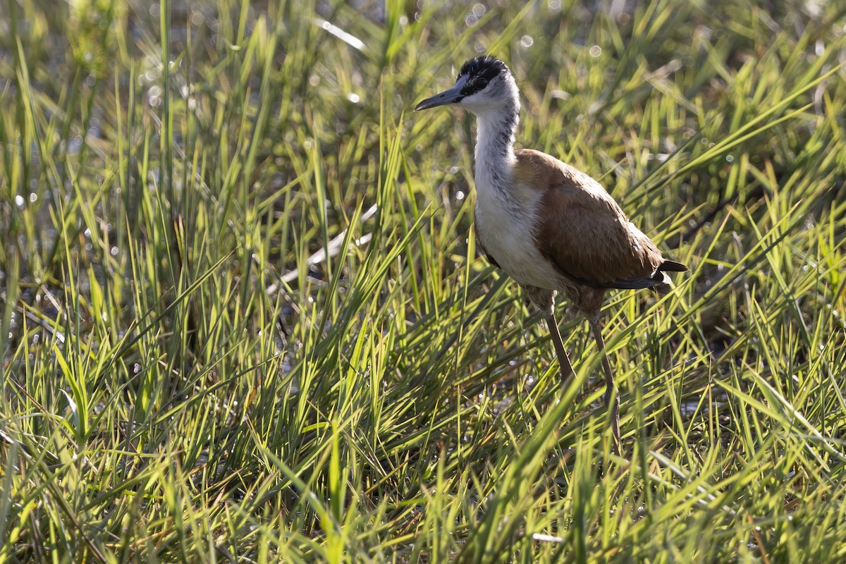 Madagascar Jacana - ML646033797