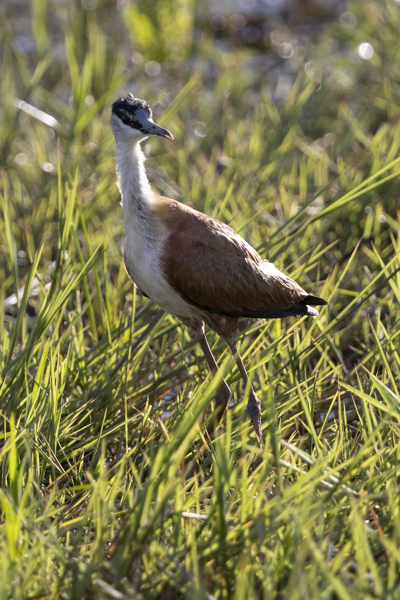 Madagascar Jacana - ML646033798