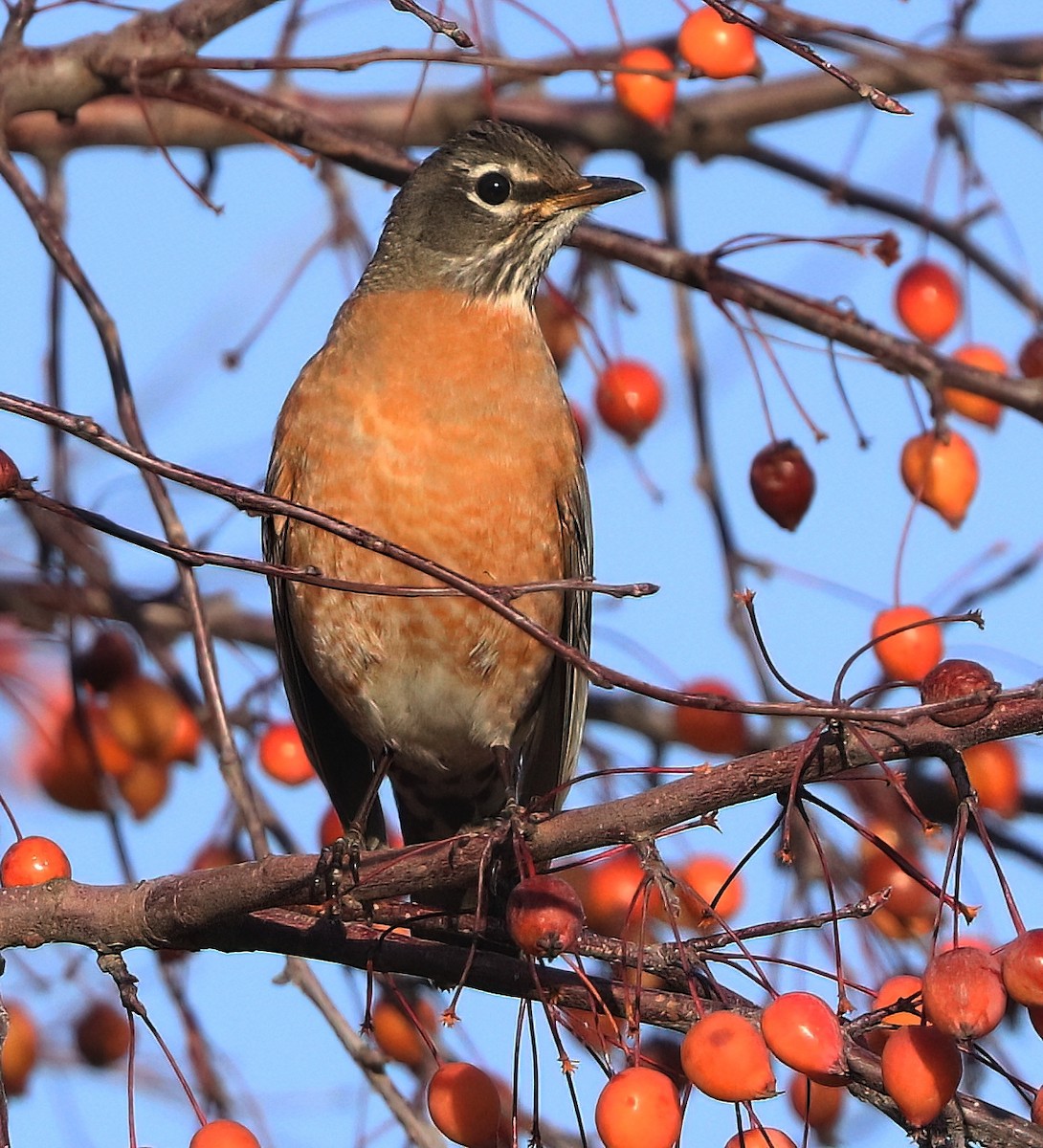 קיכלי נודד - ML646033799