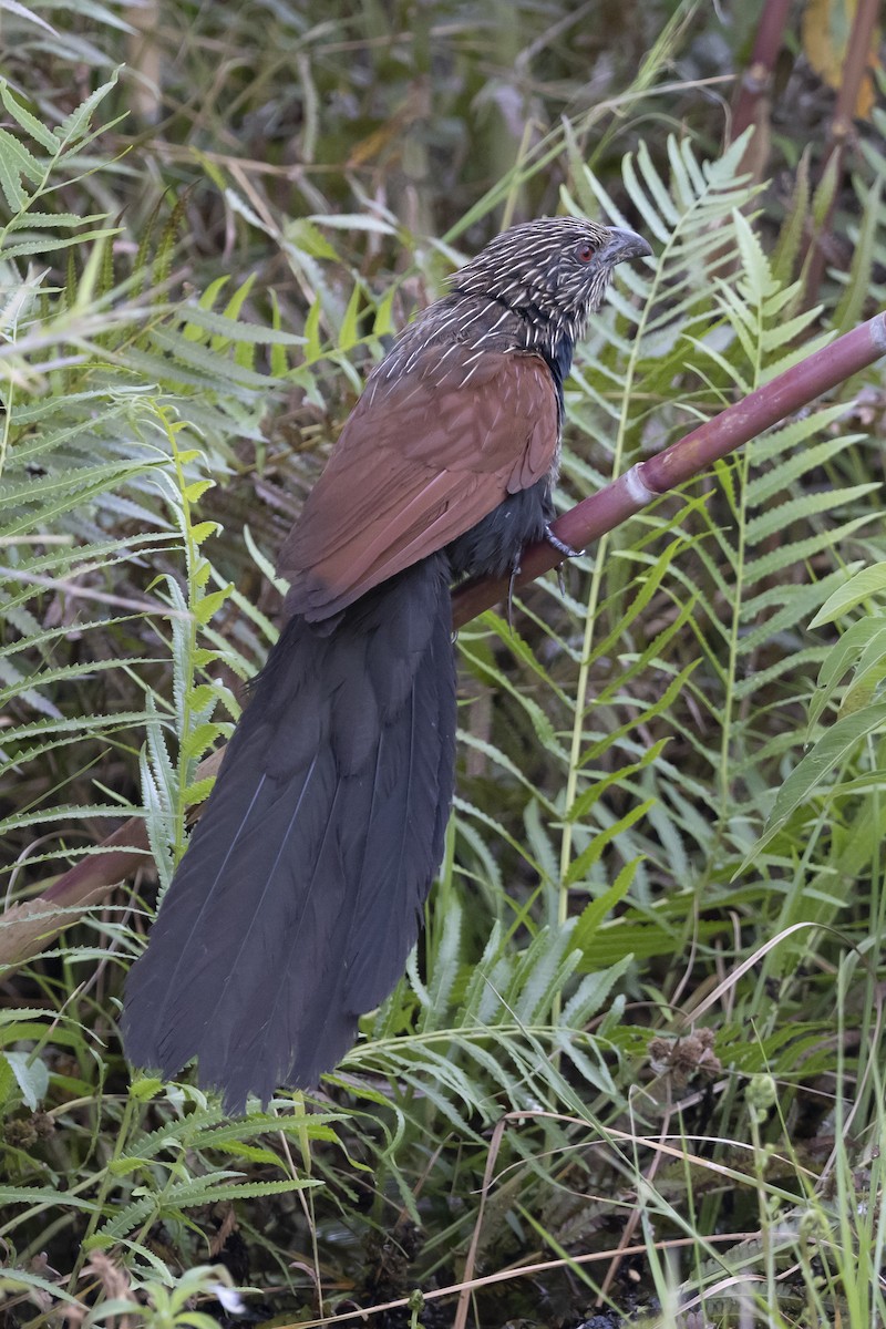 Malagasy Coucal - ML646033800
