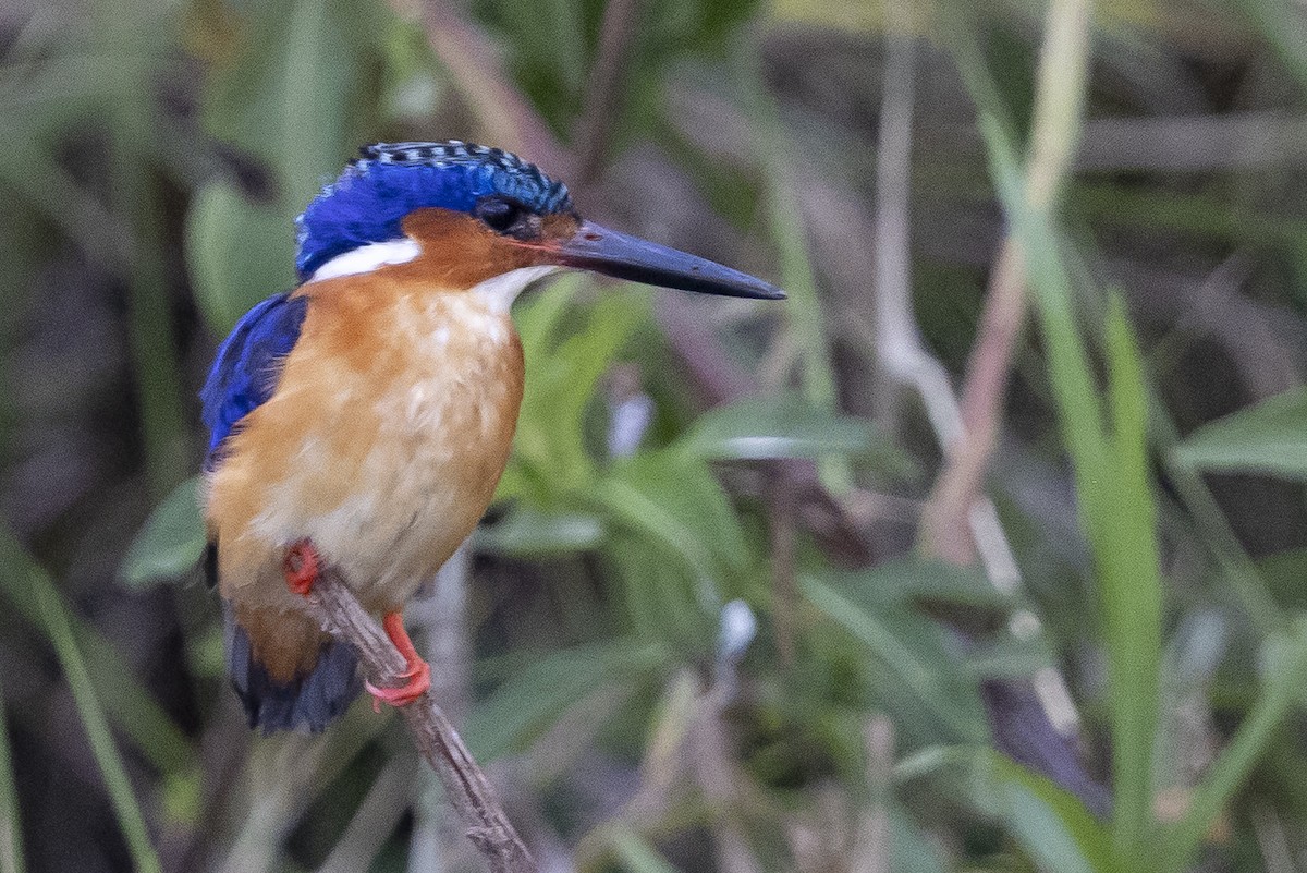 Malagasy Kingfisher - ML646033802