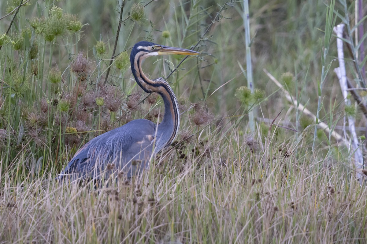 אנפה ארגמנית - ML646033803