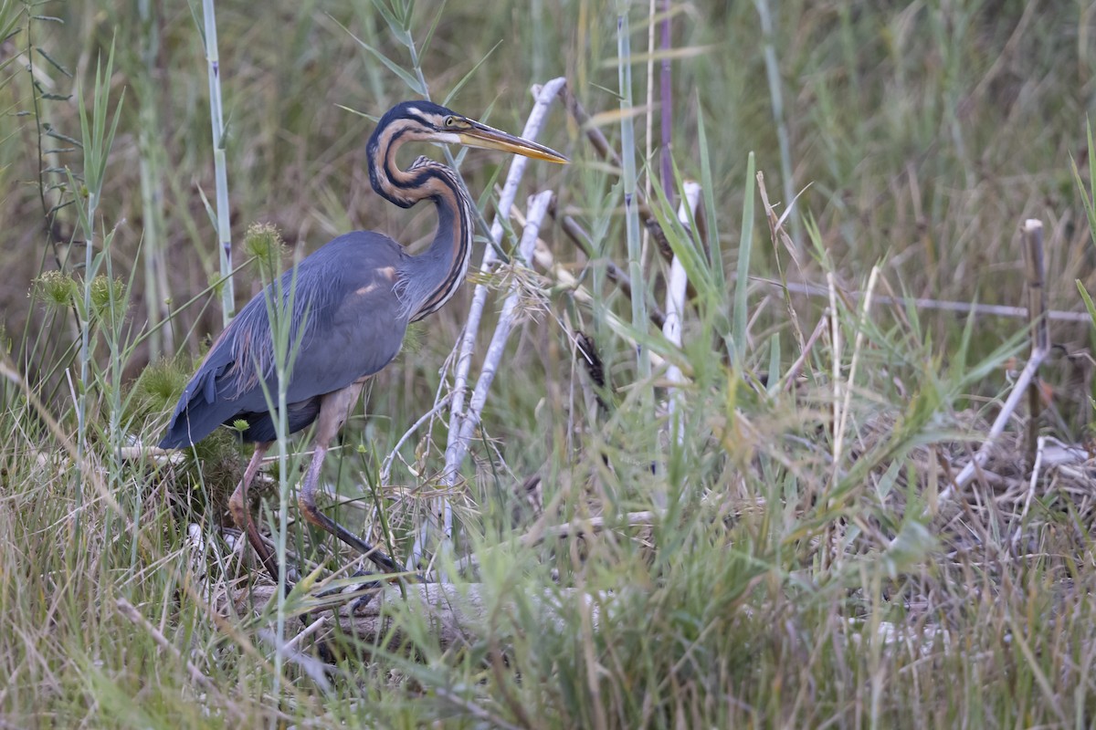 אנפה ארגמנית - ML646033804