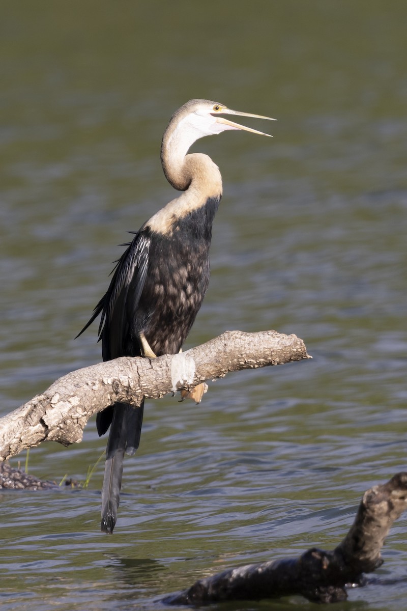 African Darter - ML646033828
