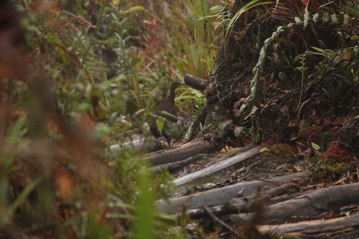 Горный трёхпалый тинаму - ML646033835