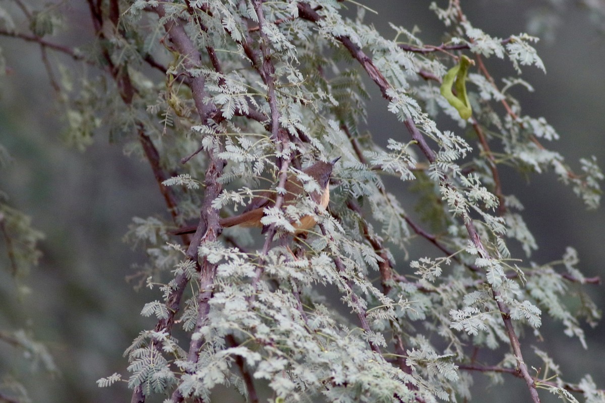 Ashy Prinia - ML646033836