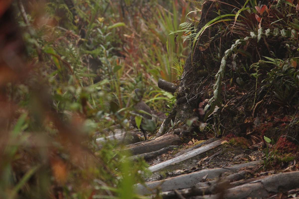 Горный трёхпалый тинаму - ML646033839