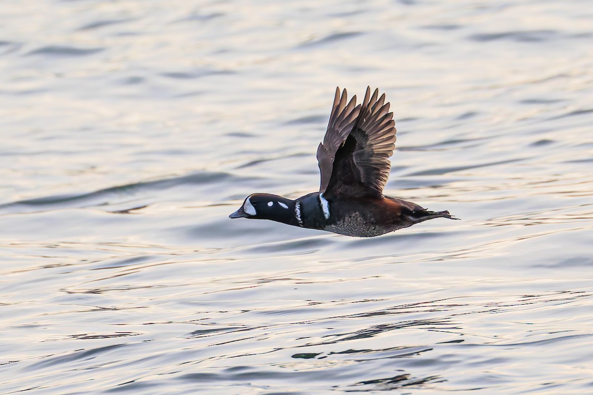 Ahate arlekina - ML646033840