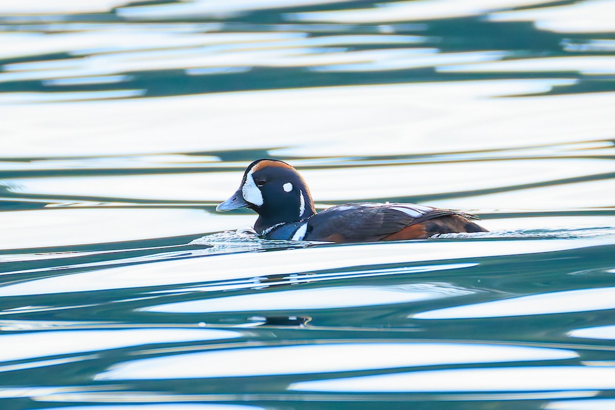 Ahate arlekina - ML646033841