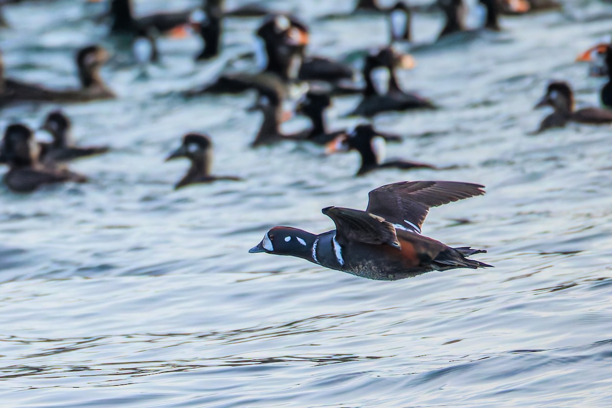 Ahate arlekina - ML646033842