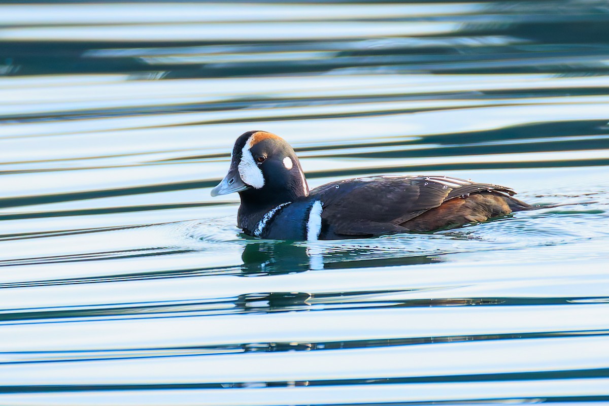 Ahate arlekina - ML646033843