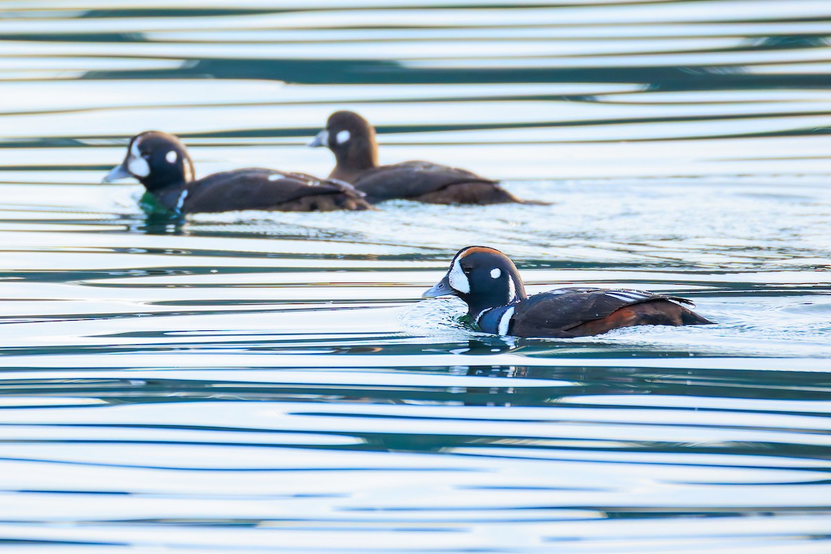 Ahate arlekina - ML646033844