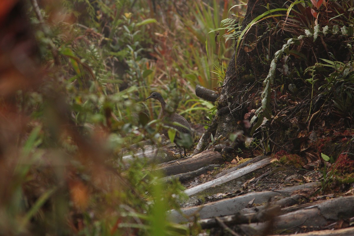 Горный трёхпалый тинаму - ML646033845