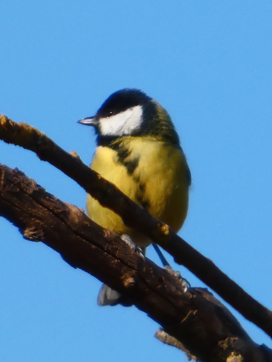 kjøttmeis - ML646033846