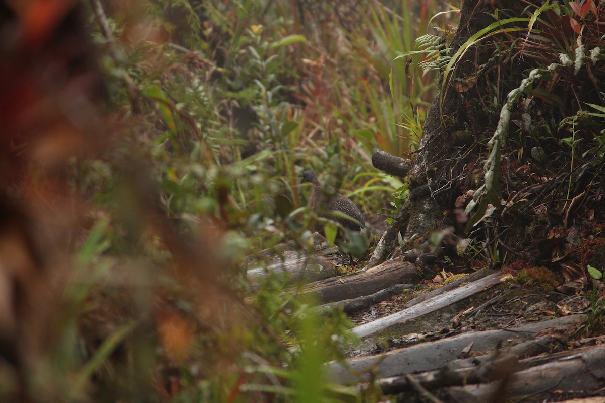 Горный трёхпалый тинаму - ML646033850