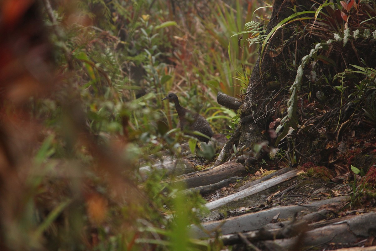 Горный трёхпалый тинаму - ML646033851