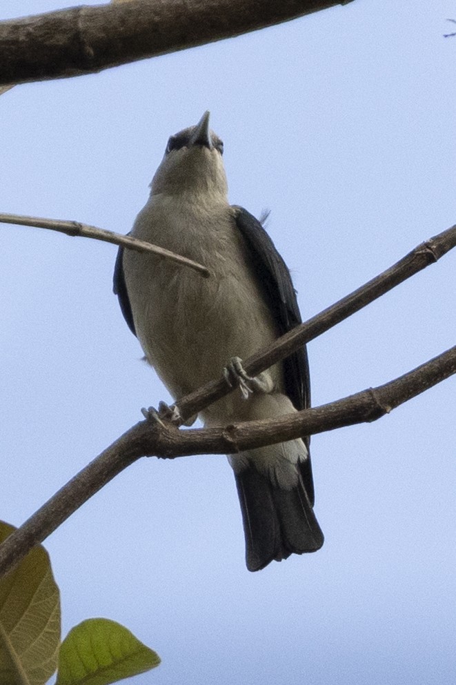 White-headed Vanga - ML646033853