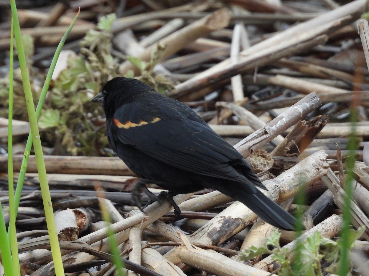 Red-winged Blackbird - ML646033854