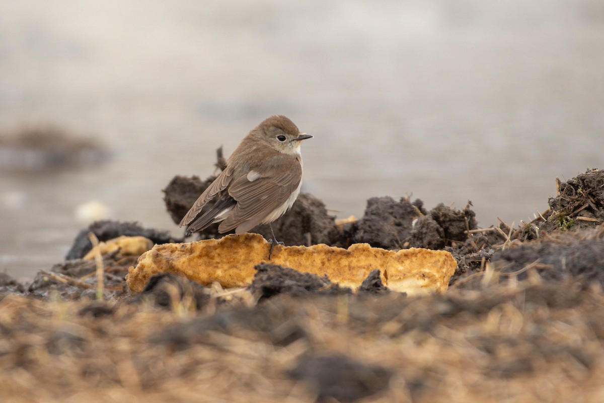 Taiga Flycatcher - ML646033856