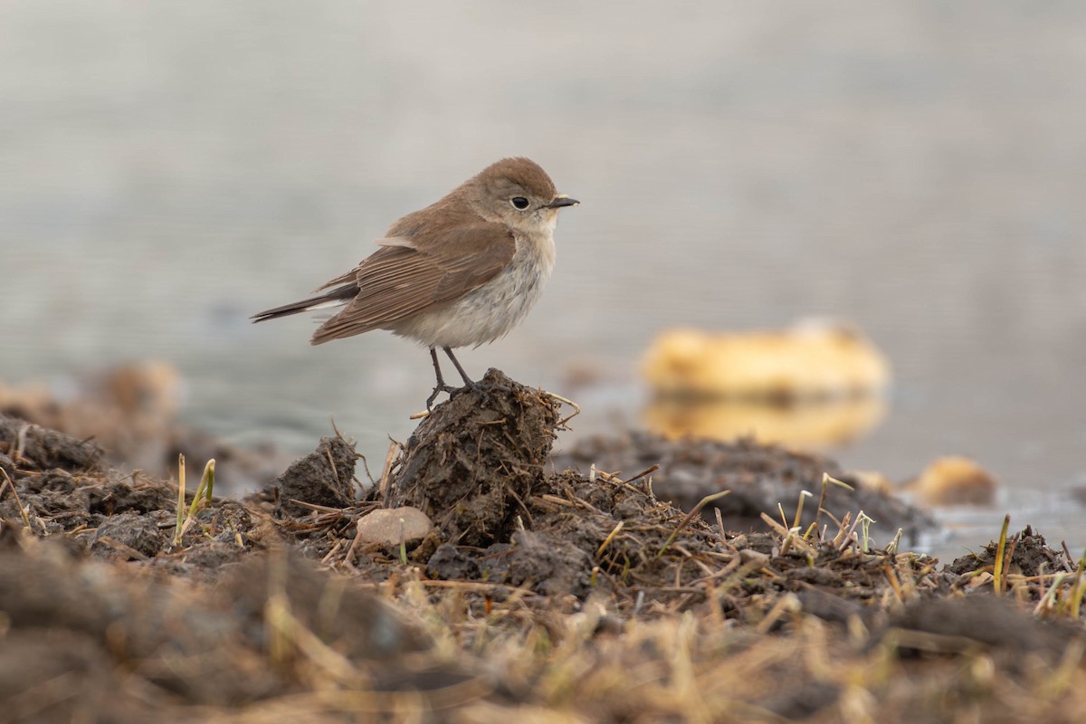 Taiga Flycatcher - ML646033857