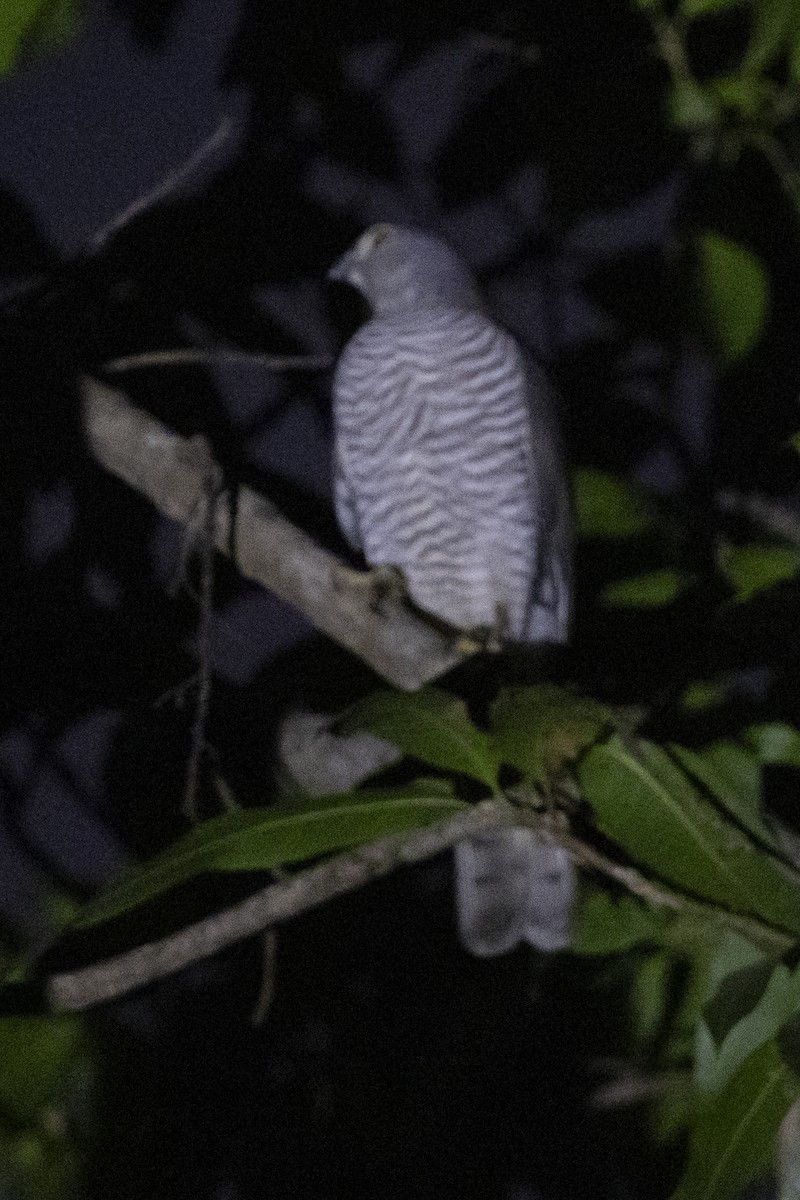 Frances's Sparrowhawk - ML646033859