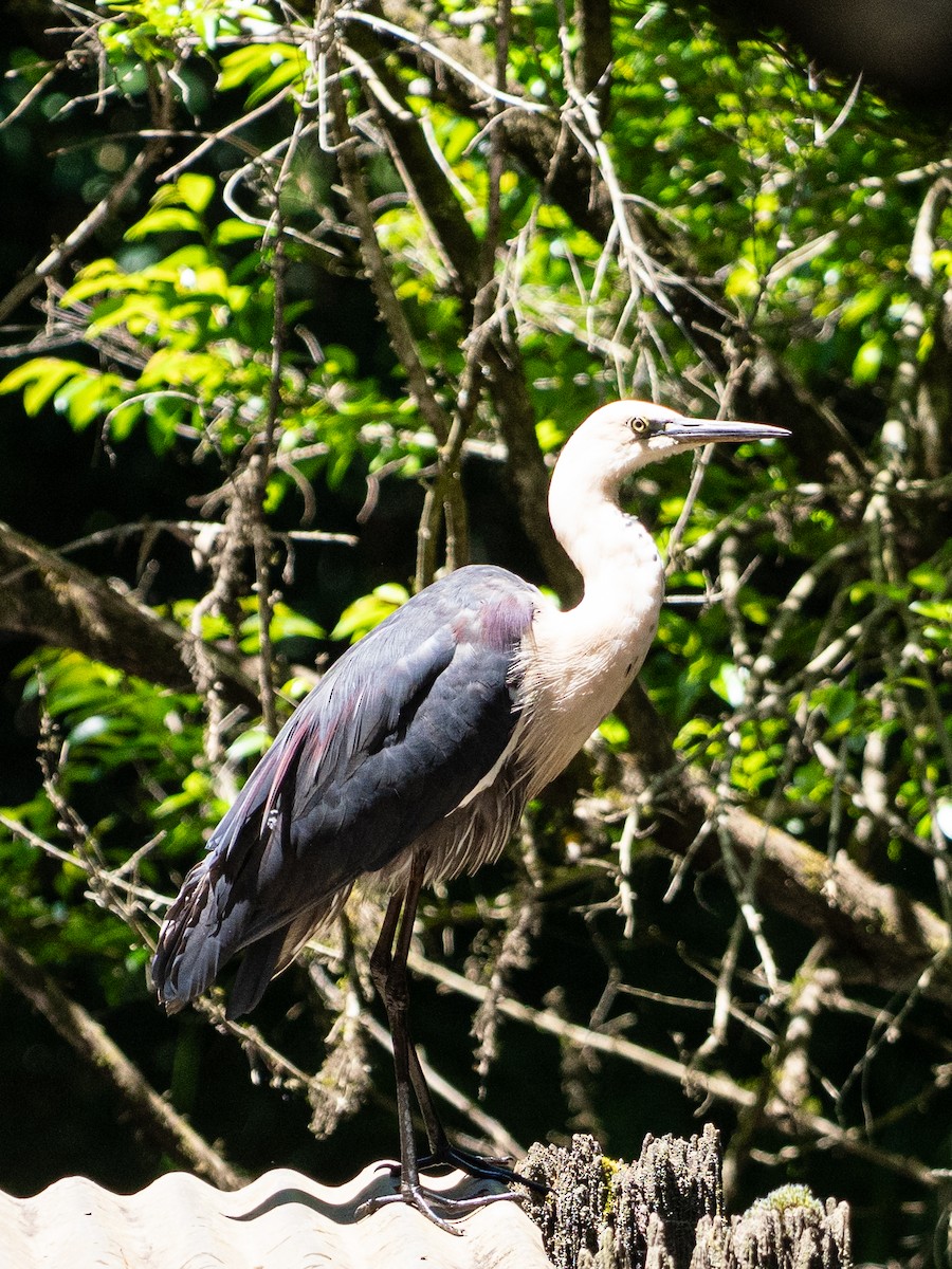 Pacific Heron - ML646033861