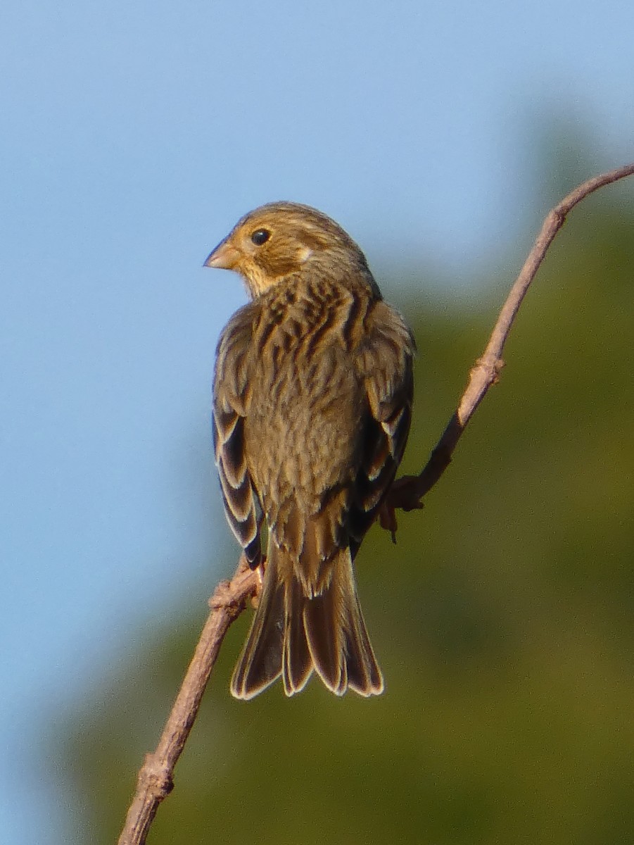 kornspurv - ML646033873