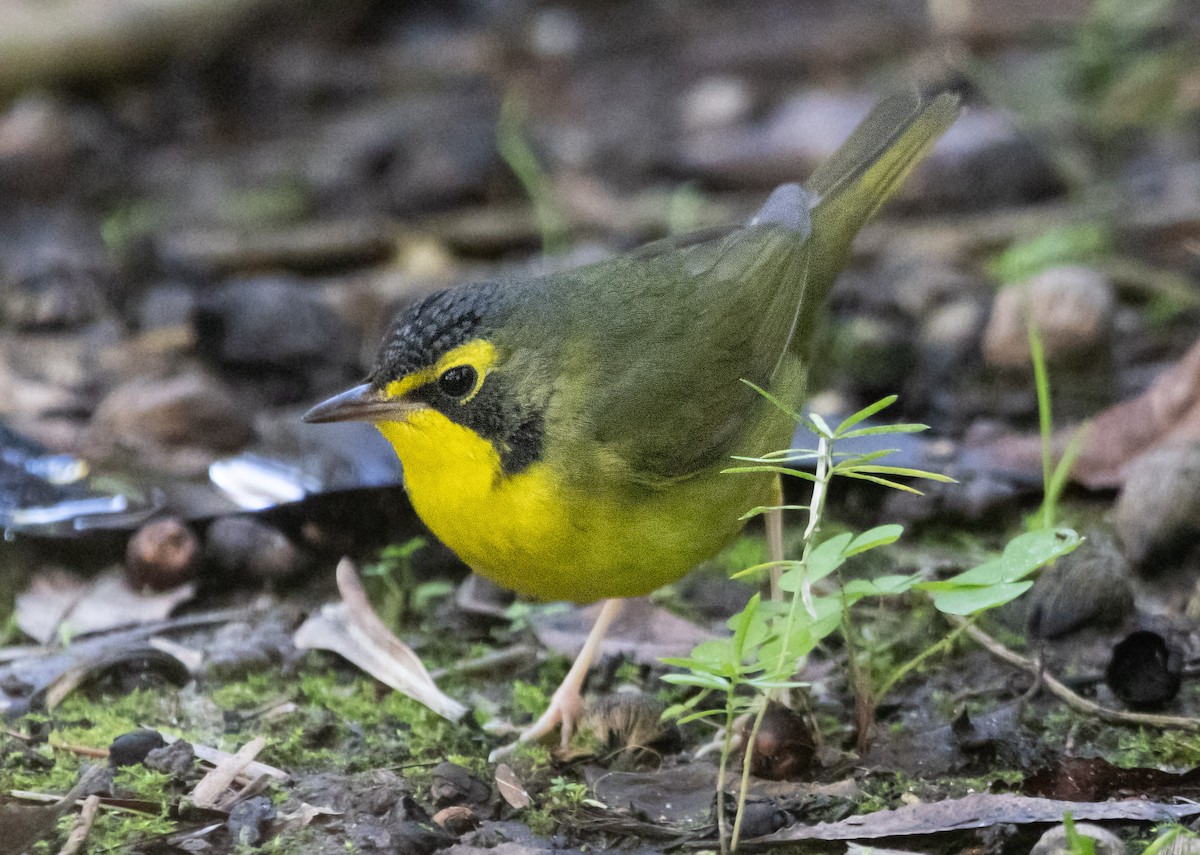סבכון קנטקי - ML646033878