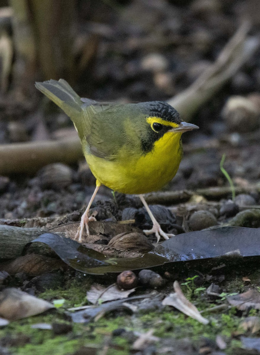 סבכון קנטקי - ML646033879