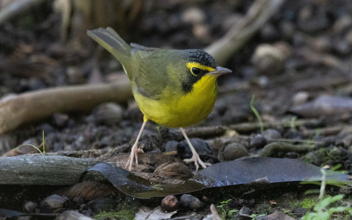 סבכון קנטקי - ML646033880