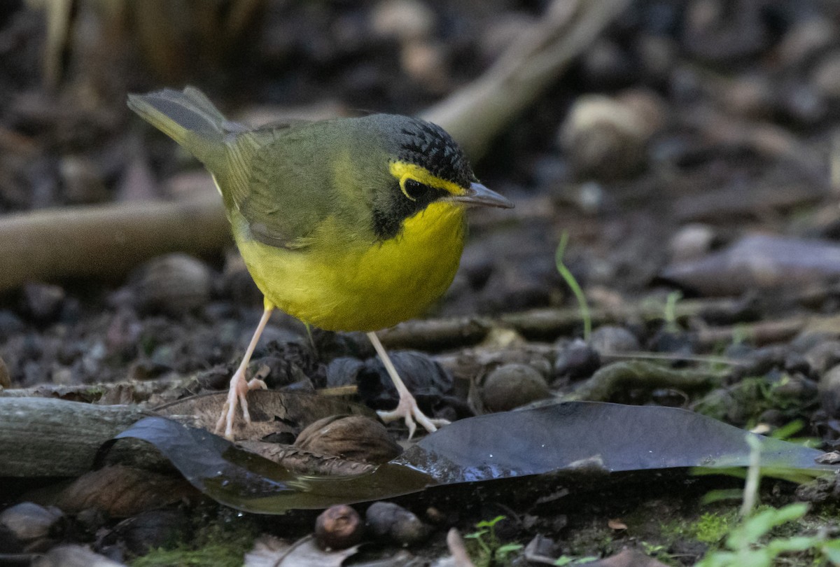 סבכון קנטקי - ML646033881
