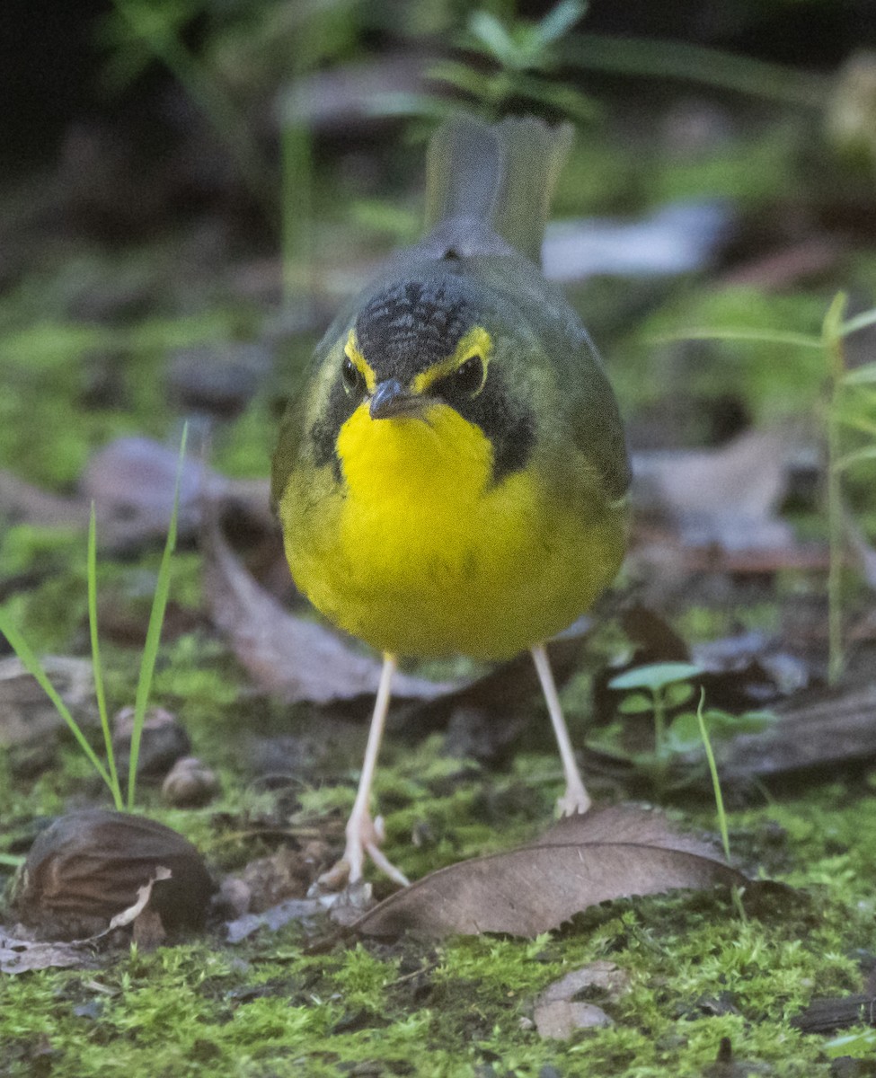 סבכון קנטקי - ML646033882